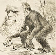 Darwin's Theory of Evolution: What is it?